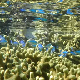 Blue-green Chromis, photo 11