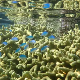 Blue-green Chromis, photo 12