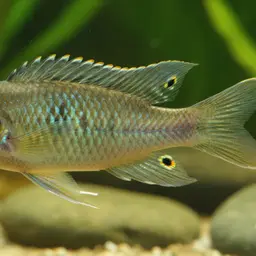 Chromo Victoria Cichlid