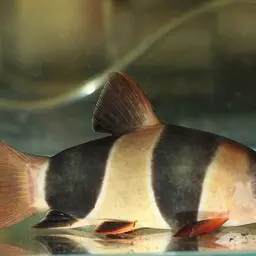 Clown Loach, photo 2