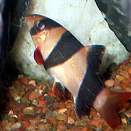 Clown Loach, photo 4