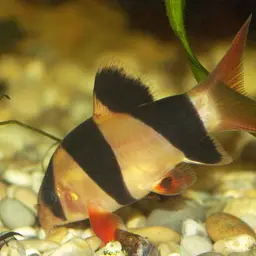 Clown Loach