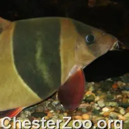 Clown Loach, photo 5
