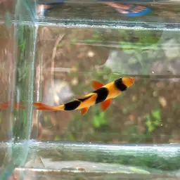 Clown Loach, photo 6