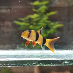 Clown Loach, photo 7