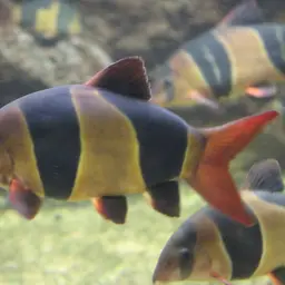 Clown Loach, photo 8