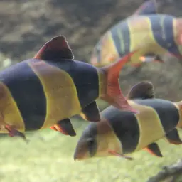 Clown Loach, photo 9