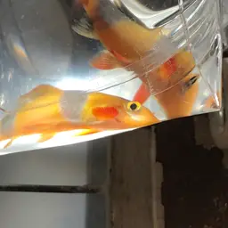 Clown Loach, photo 10