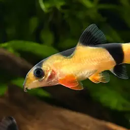 Clown Loach, photo 12