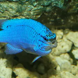 Blue Devil
