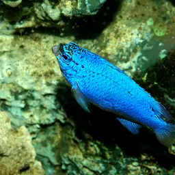 Blue Devil, photo 2
