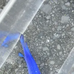 Blue Devil, photo 3