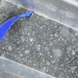 Blue Devil, photo 4