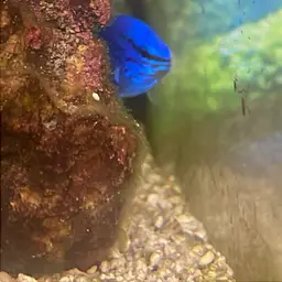 Blue Devil, photo 5