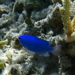 Blue Devil, photo 8