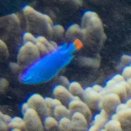 Blue Devil, photo 10