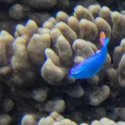 Blue Devil, photo 11