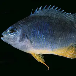 Azure Damselfish