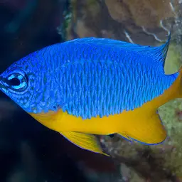 Azure Damselfish, photo 2