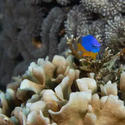 Azure Damselfish, photo 3