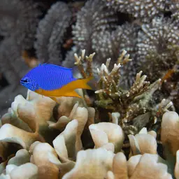 Azure Damselfish, photo 4