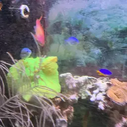 Azure Damselfish, photo 5