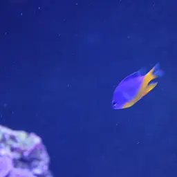 Azure Damselfish, photo 6