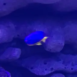 Azure Damselfish, photo 7