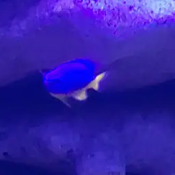 Azure Damselfish, photo 9