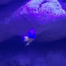 Azure Damselfish, photo 10