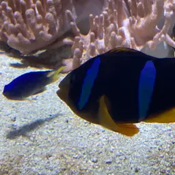 Azure Damselfish, photo 11