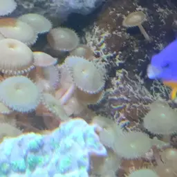 Azure Damselfish, photo 12