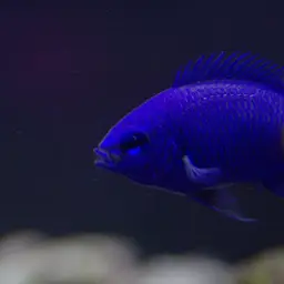 Yellowtail Damselfish