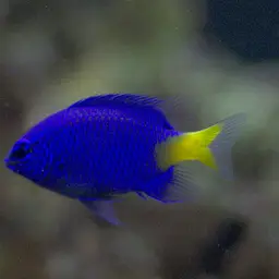 Yellowtail Damselfish, photo 2