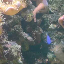 Yellowtail Damselfish, photo 3