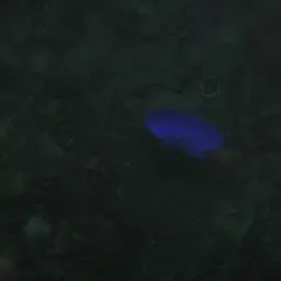 Yellowtail Damselfish, photo 4