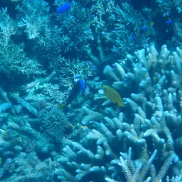 Yellowtail Damselfish, photo 5
