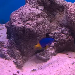 Yellowtail Damselfish, photo 6