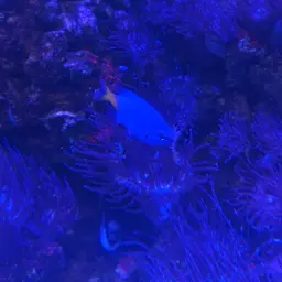 Yellowtail Damselfish, photo 7