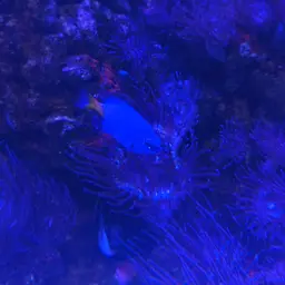 Yellowtail Damselfish, photo 8