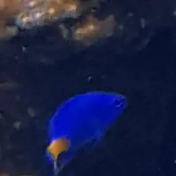 Yellowtail Damselfish, photo 9