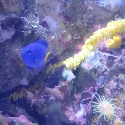 Yellowtail Damselfish, photo 10