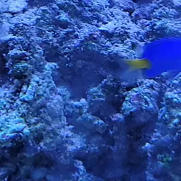 Yellowtail Damselfish, photo 11