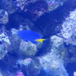 Yellowtail Damselfish, photo 12