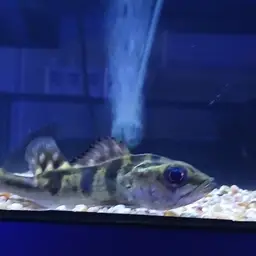 Peacock Bass, photo 2