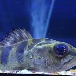 Peacock Bass, photo 3