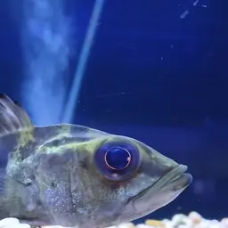 Peacock Bass, photo 4