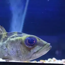 Peacock Bass, photo 5