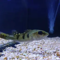 Peacock Bass, photo 6