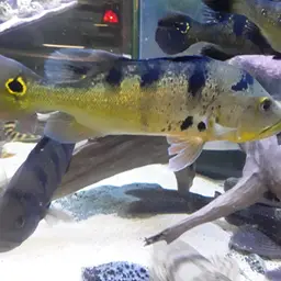 Peacock Bass, photo 8